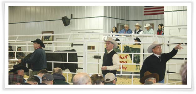 In the sale ring