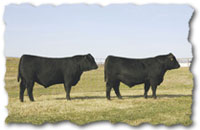 Profile shot: pair of bulls.
